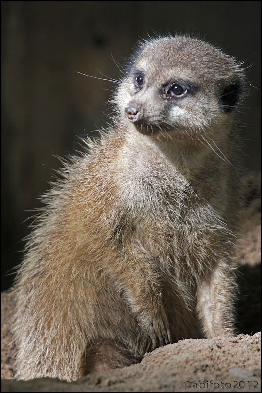 Erdmännchen, Zoo Eberswalde
