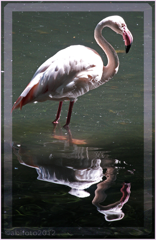 Flamingo, Zoo Berlin