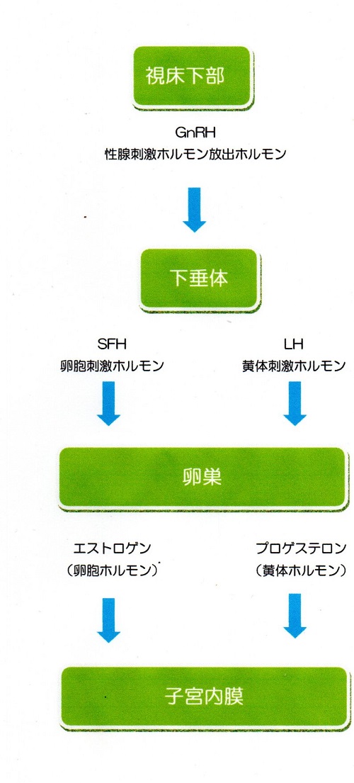 茅ヶ崎　整体　自律神経失調症　ストレス　女性ホルモン