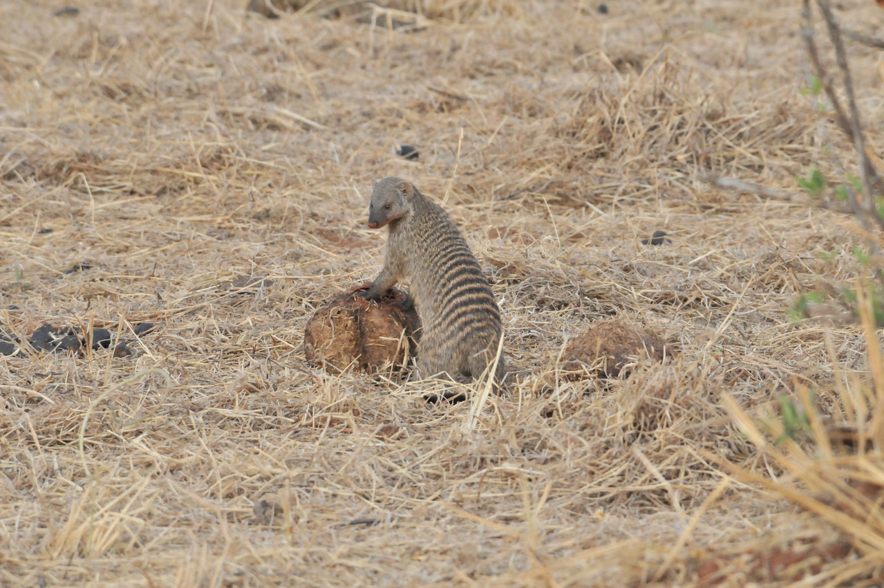 Banded Mongoose - Zebra-Manguste