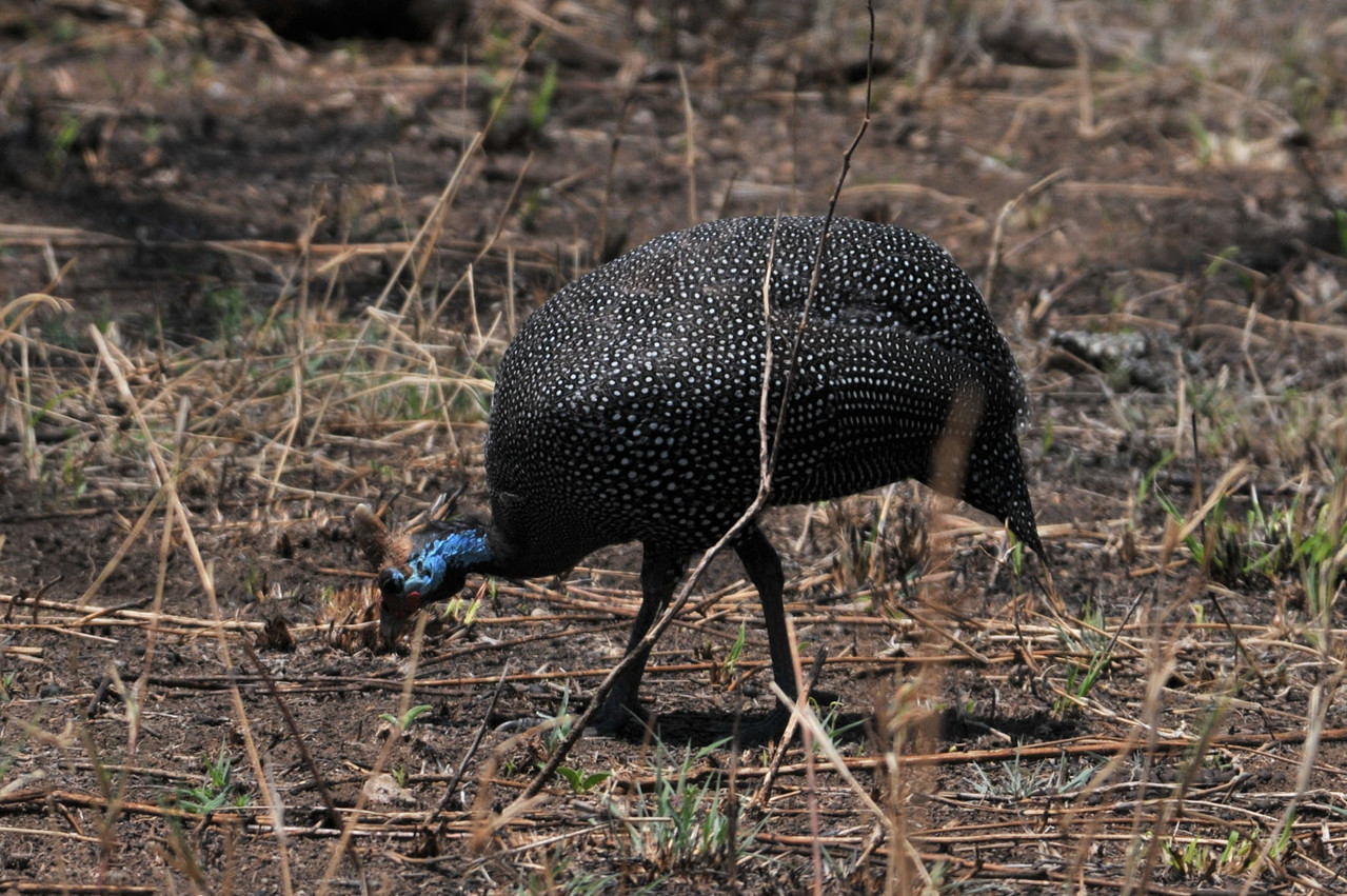 Helmeted Guinea-Fowl - Helm-Perlhuhn