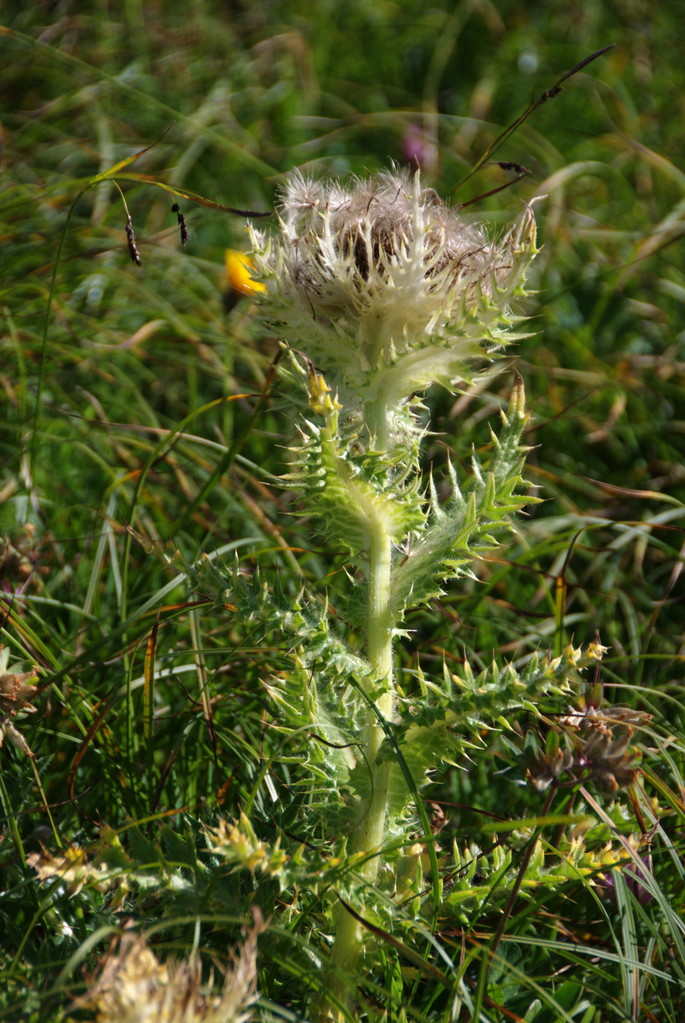 Silberdistel