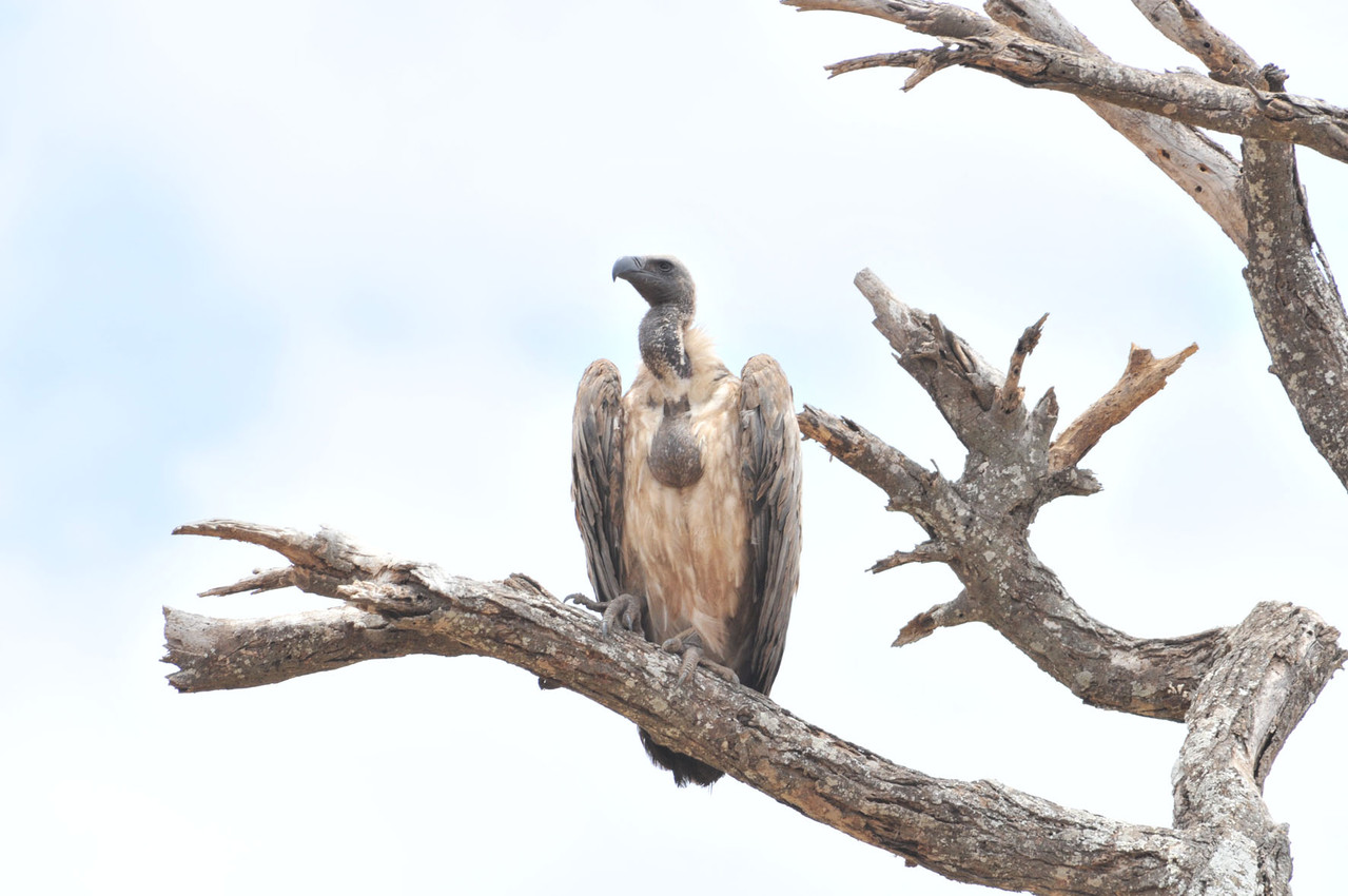 White-backed Vulture - Weissrückengeier