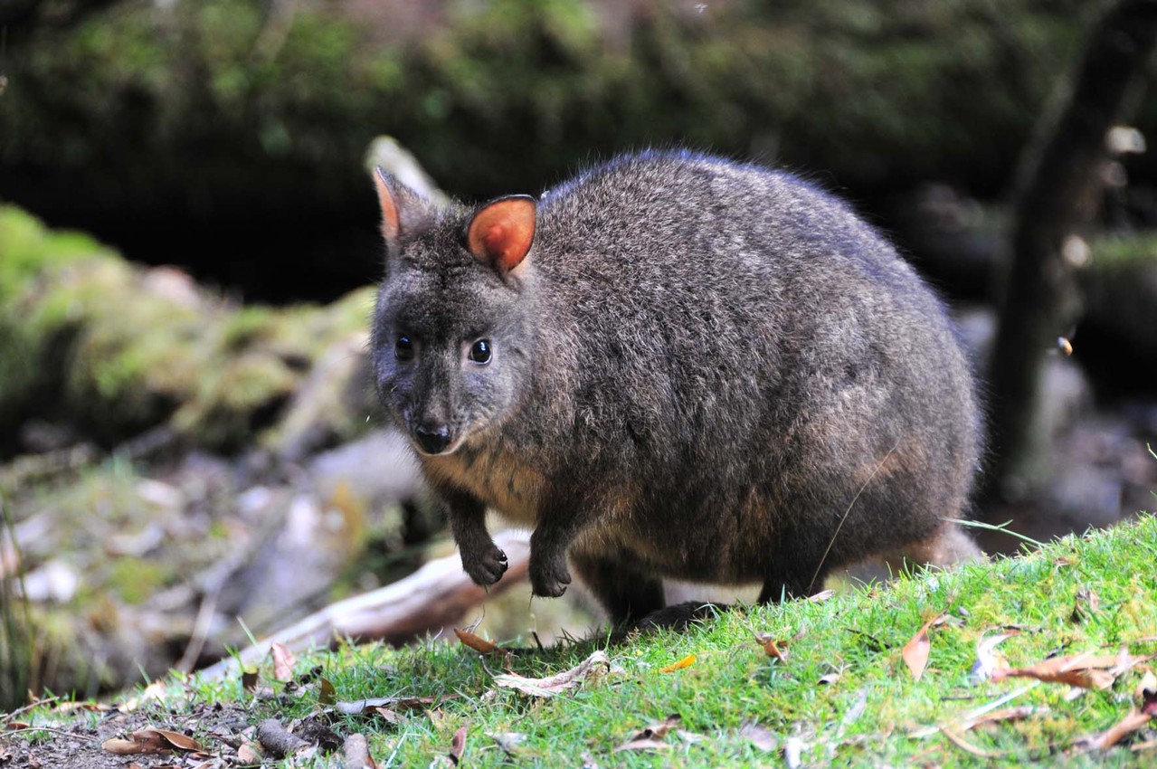 Wallaby oder Quokka?