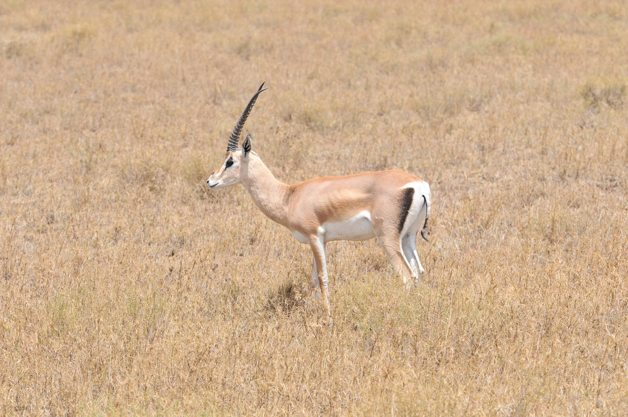 Grant Gazelle