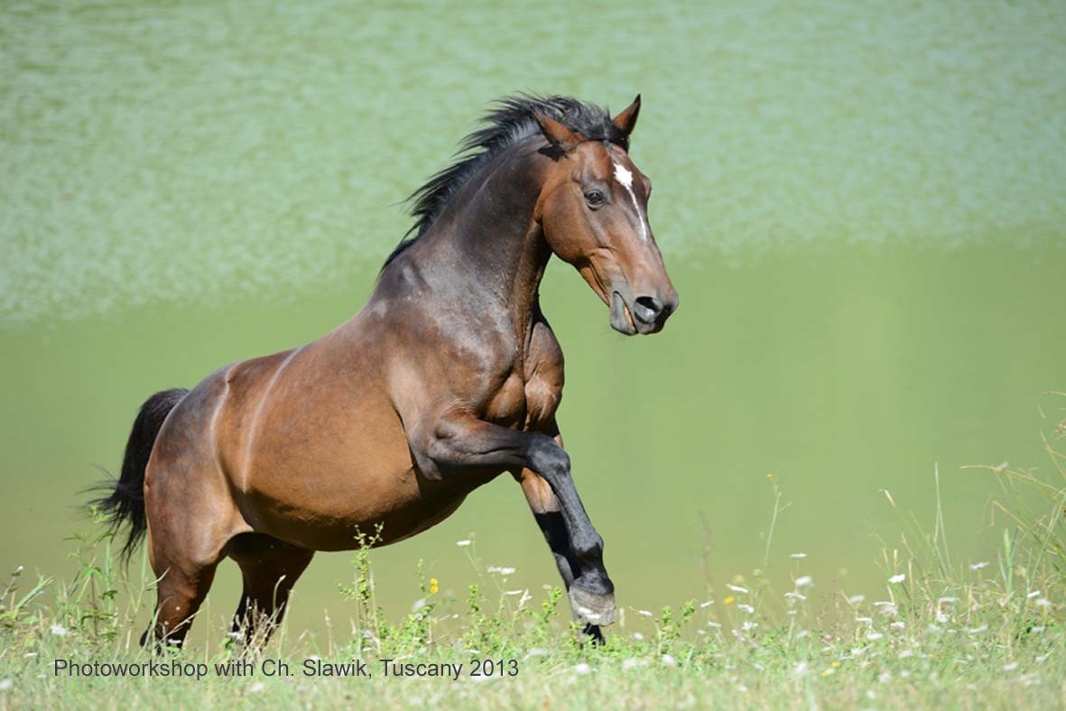 Quarter horse "Dali" at the Emerald Lake