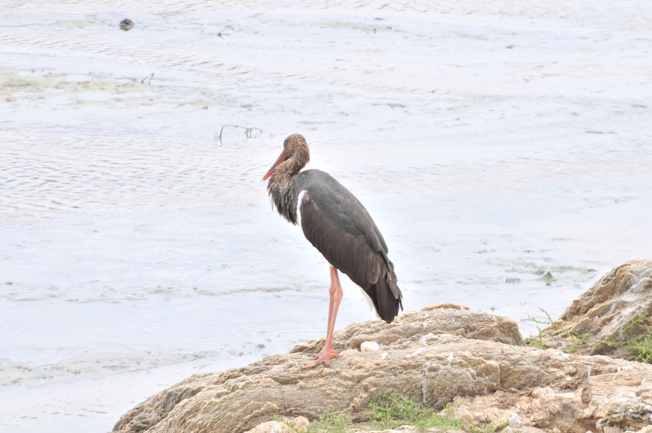 Goliath Heron - Goliathreiher