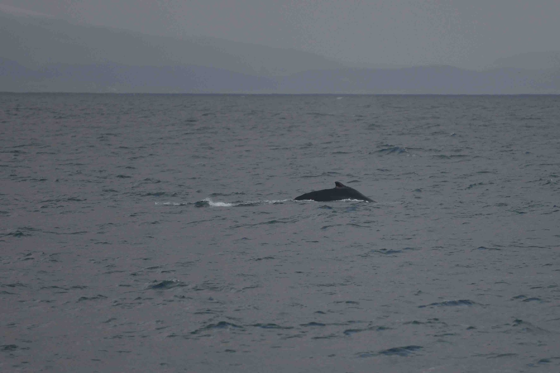 Minkwal (minke whale)