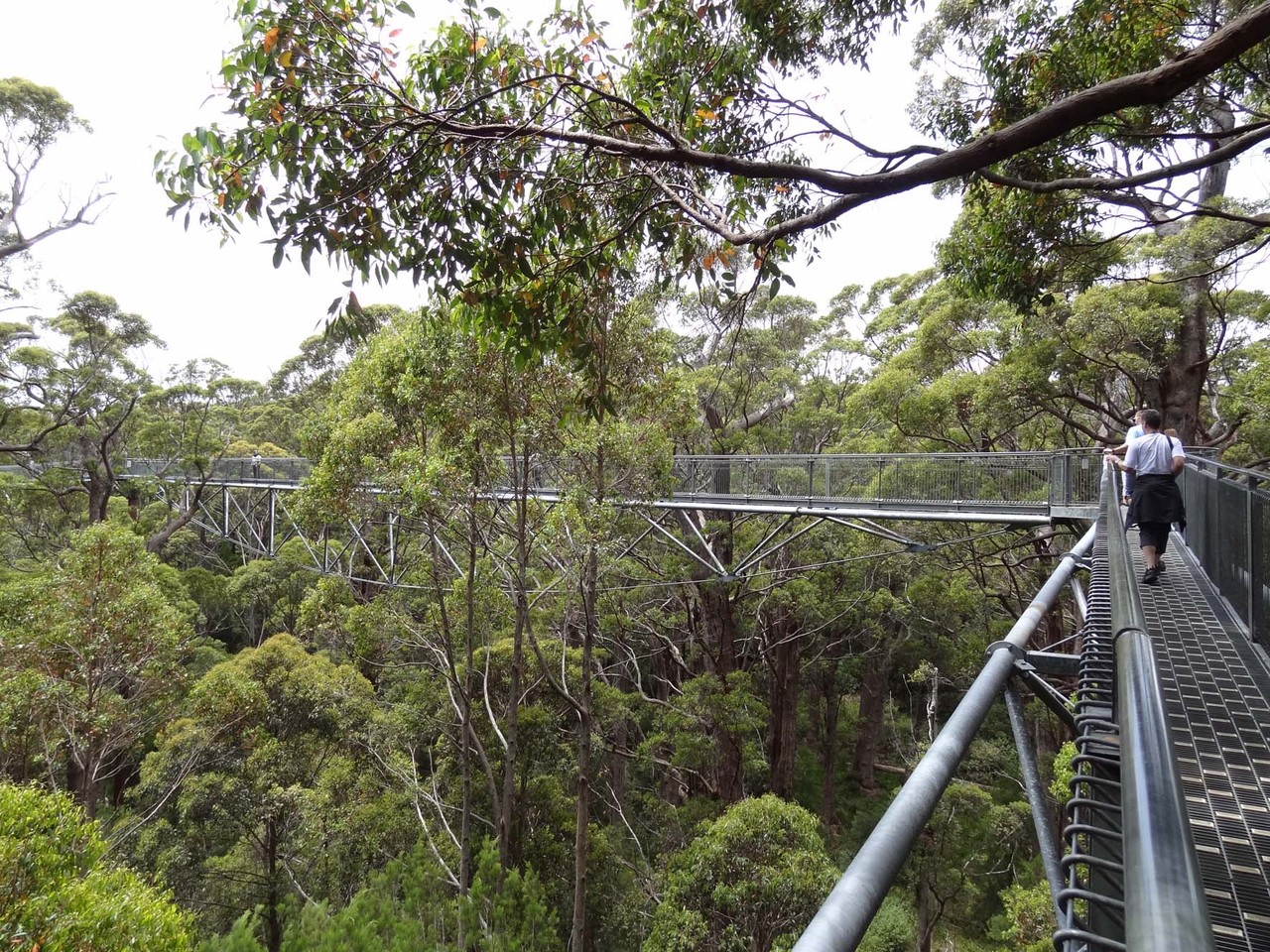 Tree Top Walk im „Valley of the Giants“