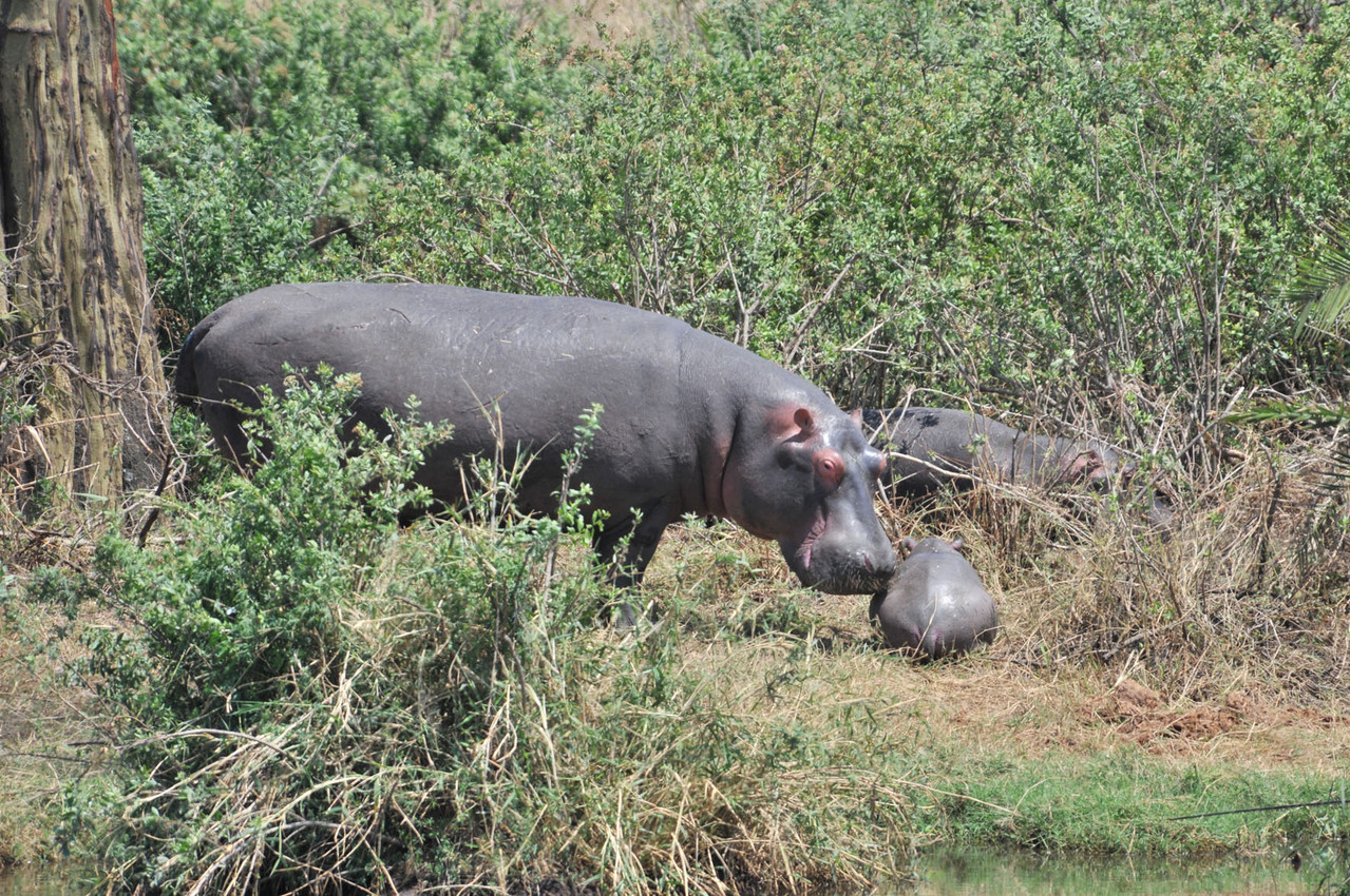 Hippo - Flusspferd mit Nachwuchs