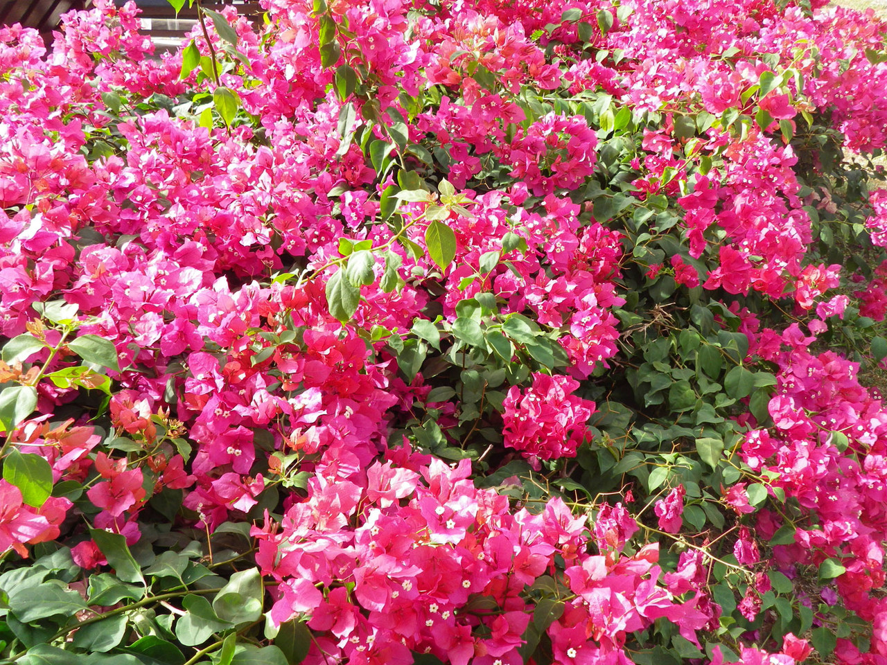 Bougainvillea in allen Farben