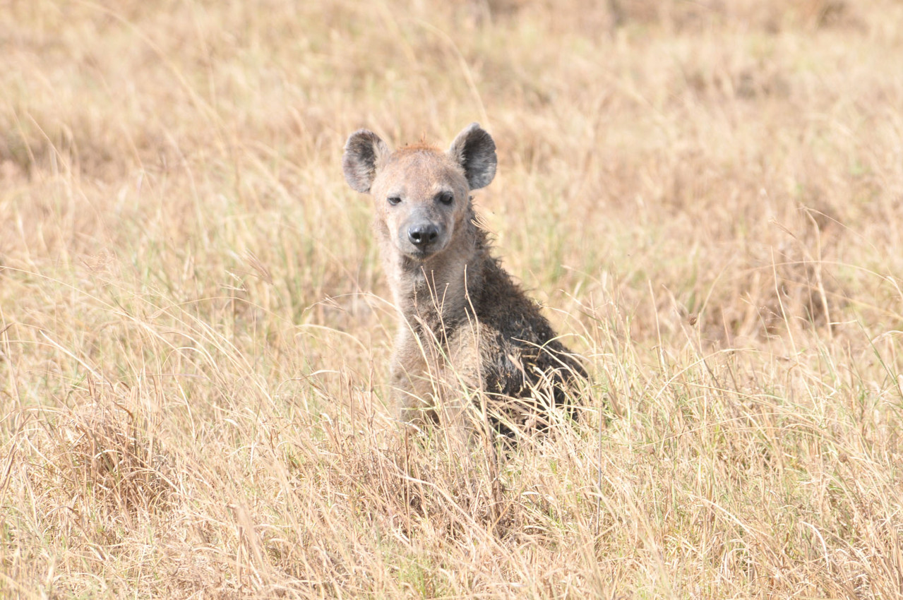 „Scheinheiliger“ Hyänenhund - Hunting Dog 