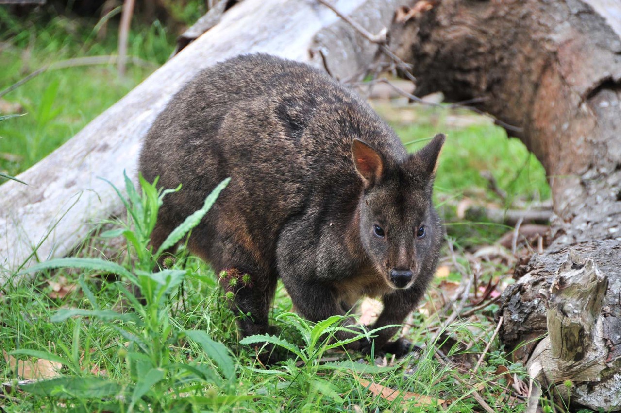 Wallaby oder Quoll? (Die Schwanzlänge definiert)