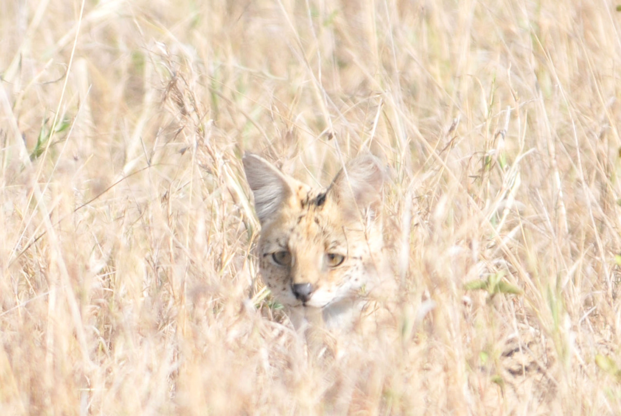 Serval - Afrikanische Wildkatze