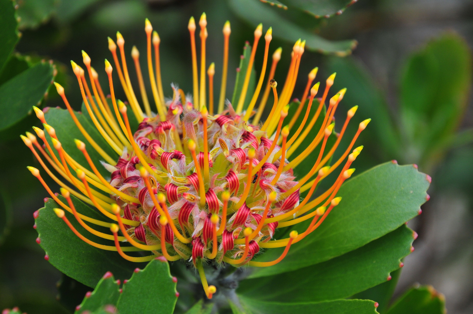 Die Anlage ist riesig - Ein riesiger Bereich gehört alleine der Nationalblume „Protea"