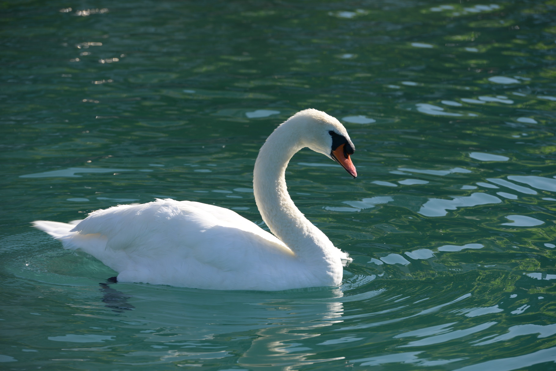 Brunnen - Tierwelt