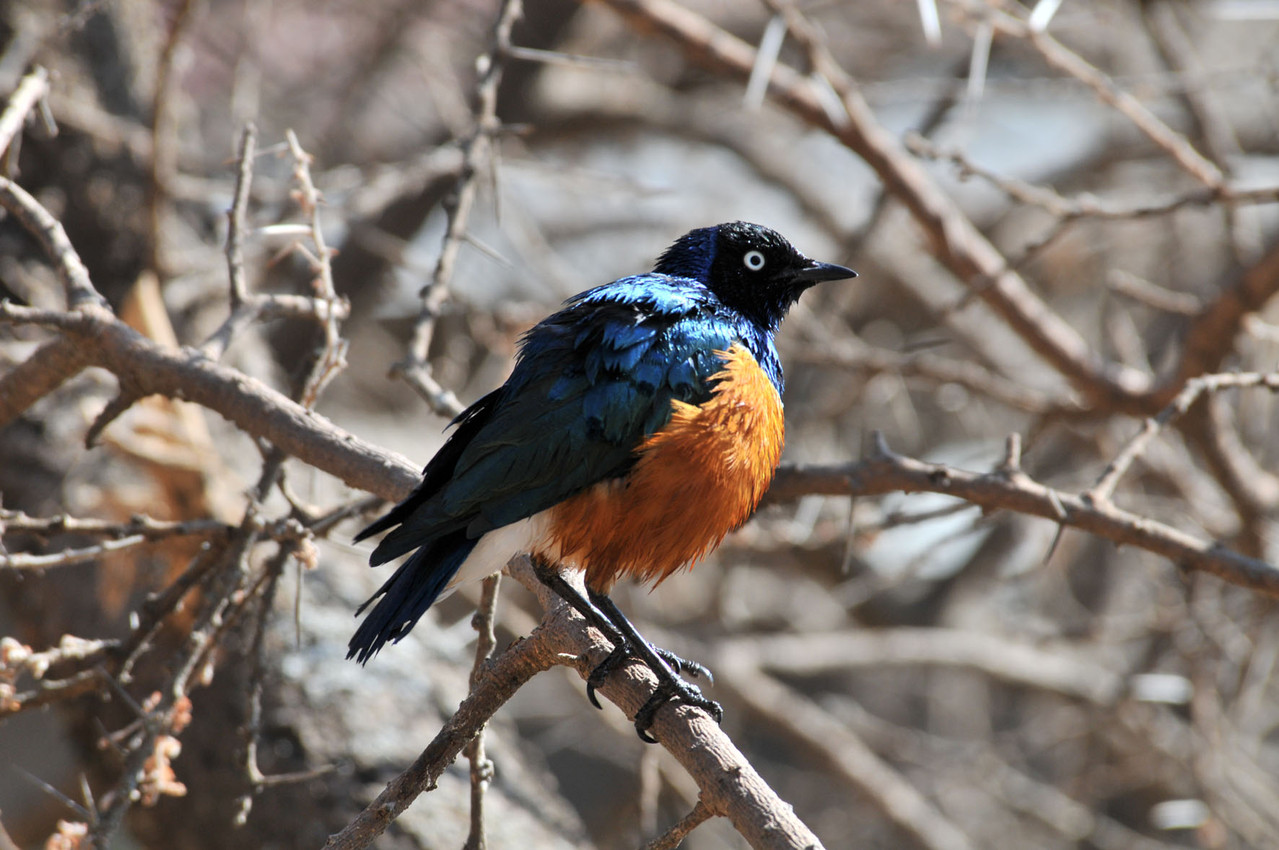 Hildebrand Starling - Dreifarben Glanzstar