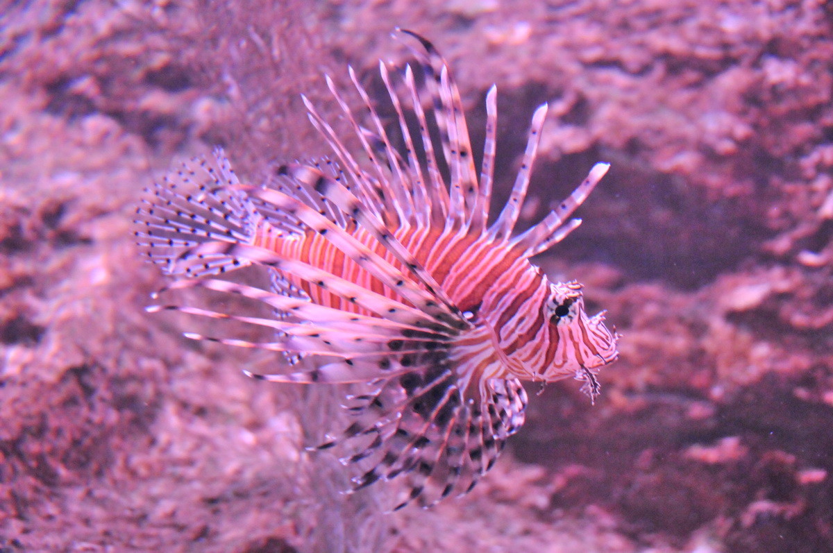 Besuch des Oceanworld in Dingle