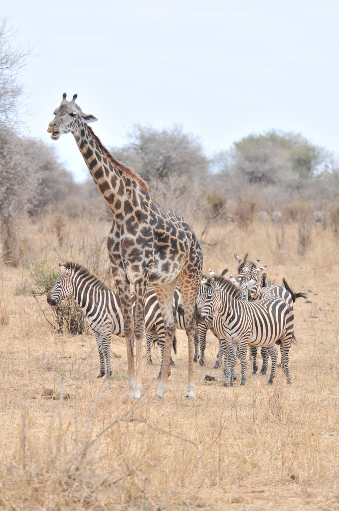 Finde den Fehler :-) Netzgiraffe mit Steppenzebras