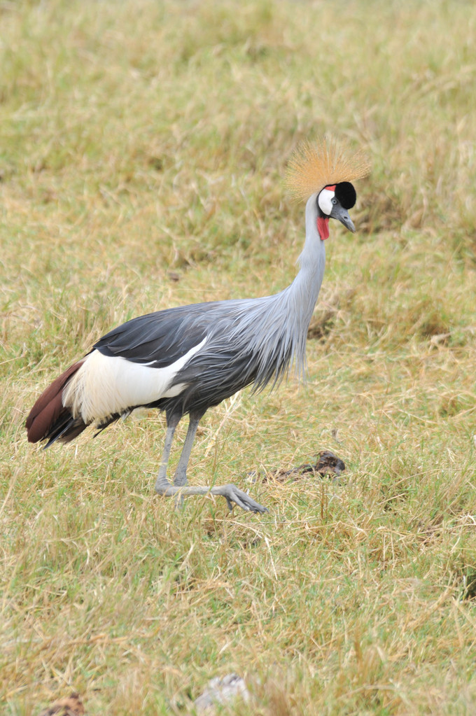 Crowned Crane - Kronenkranich