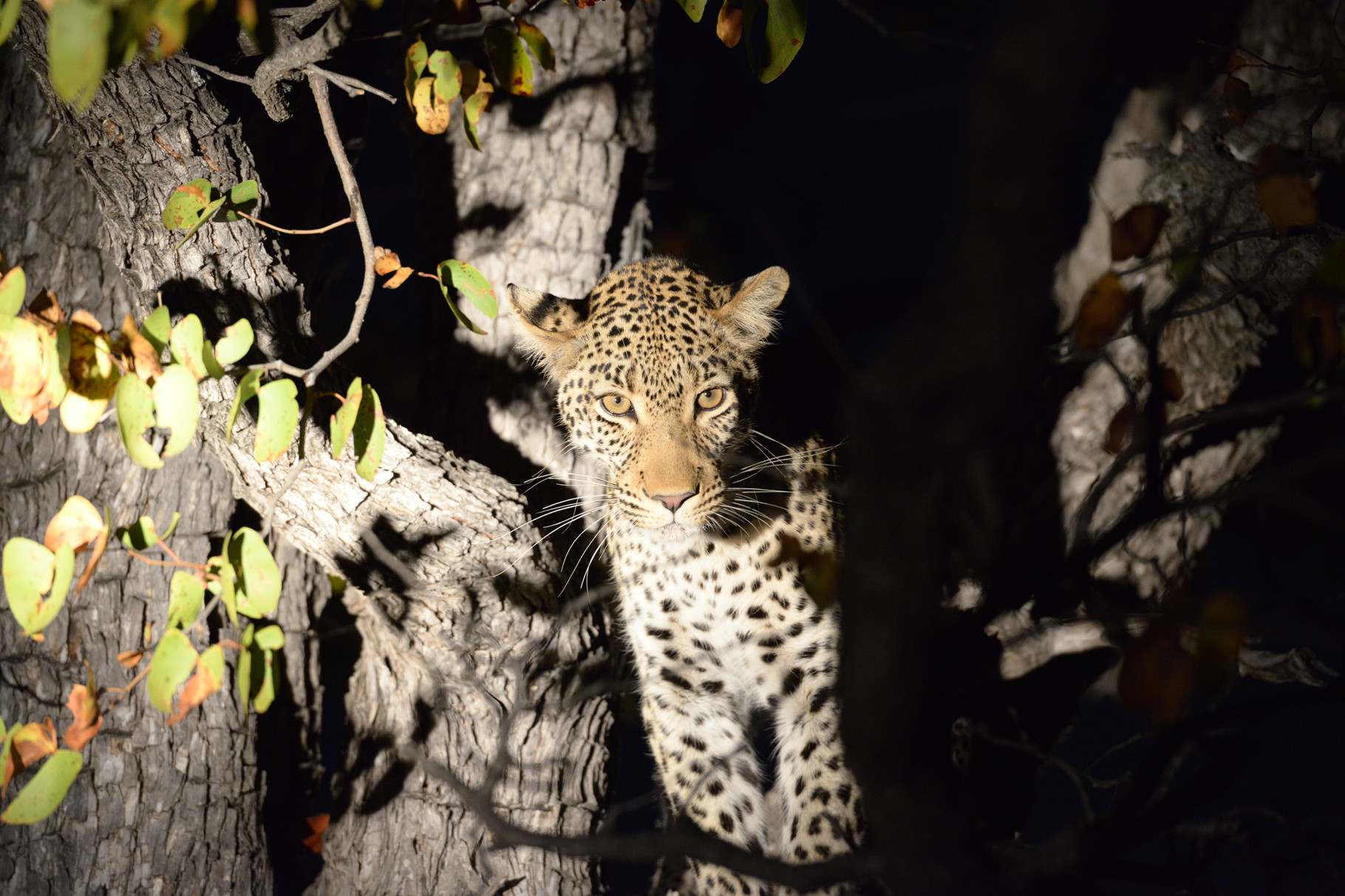 Der Leopard im Scheinwerfer Licht entdeckt und ohne Blitz abgelichtet