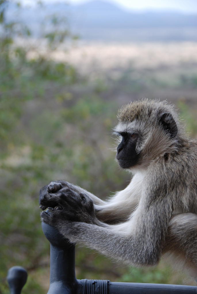 Green Monkey - Grüne Meerkatze