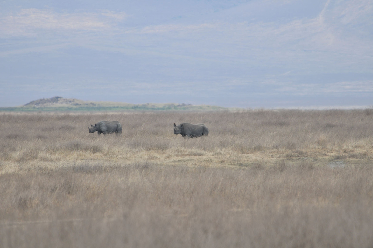 Seltene Sichtung - Black Rhino - Spitzmaulnashörner