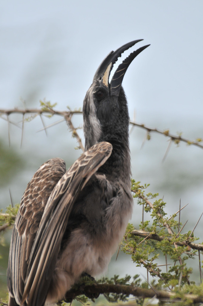 Ground Hornbill - Kaffernhornrabe