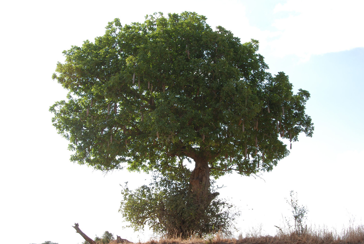 Sausage Tree - Leberwurstbaum, weil..