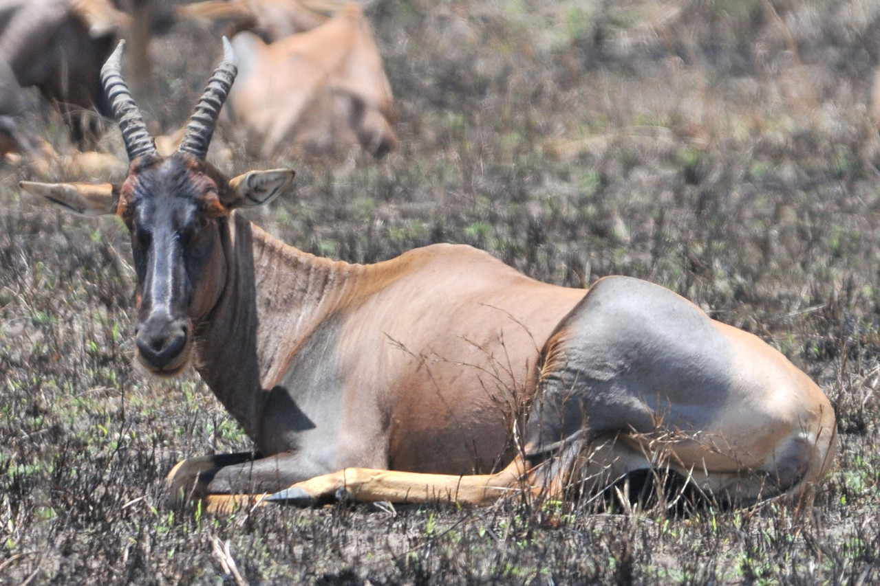 Topi - Leierantilope