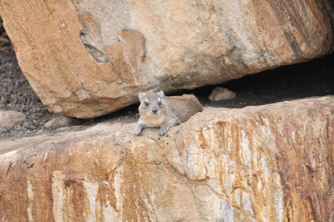 Rock Hyrax - Klippschleifer