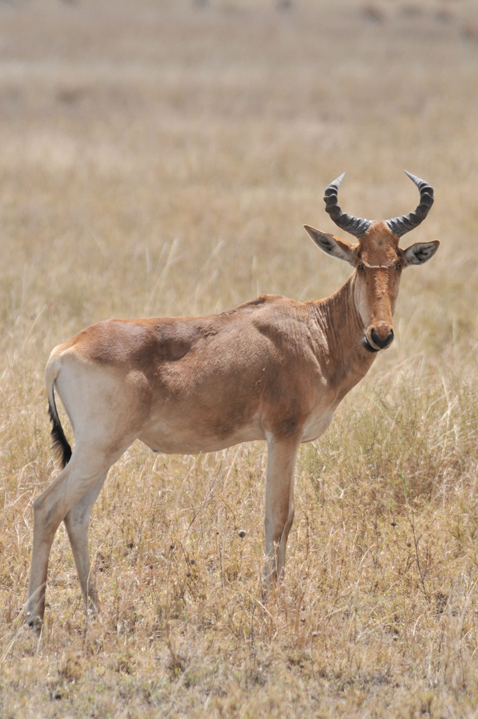 Hartebeest - Kongoni - Kuhantilope