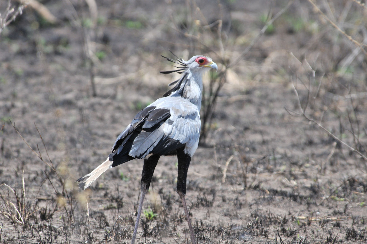 Secretary Bird - Sekretär Vogel, auch Schlangenbeschwörer