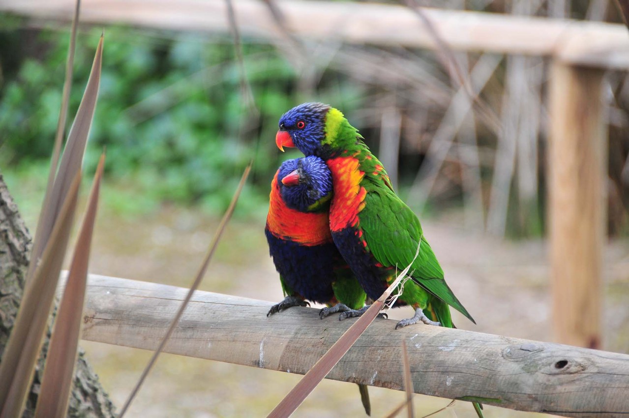 Rainbow Lorikeet