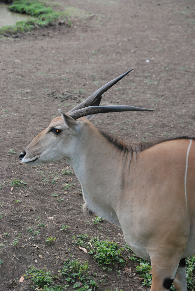 Oryx - Spiessbock