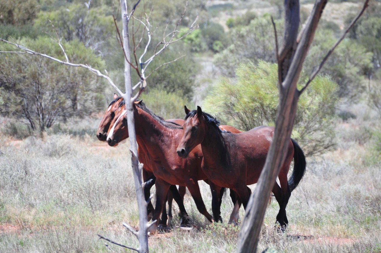 Brumbies mit Hecht- und Ramskopf in einer Herde!