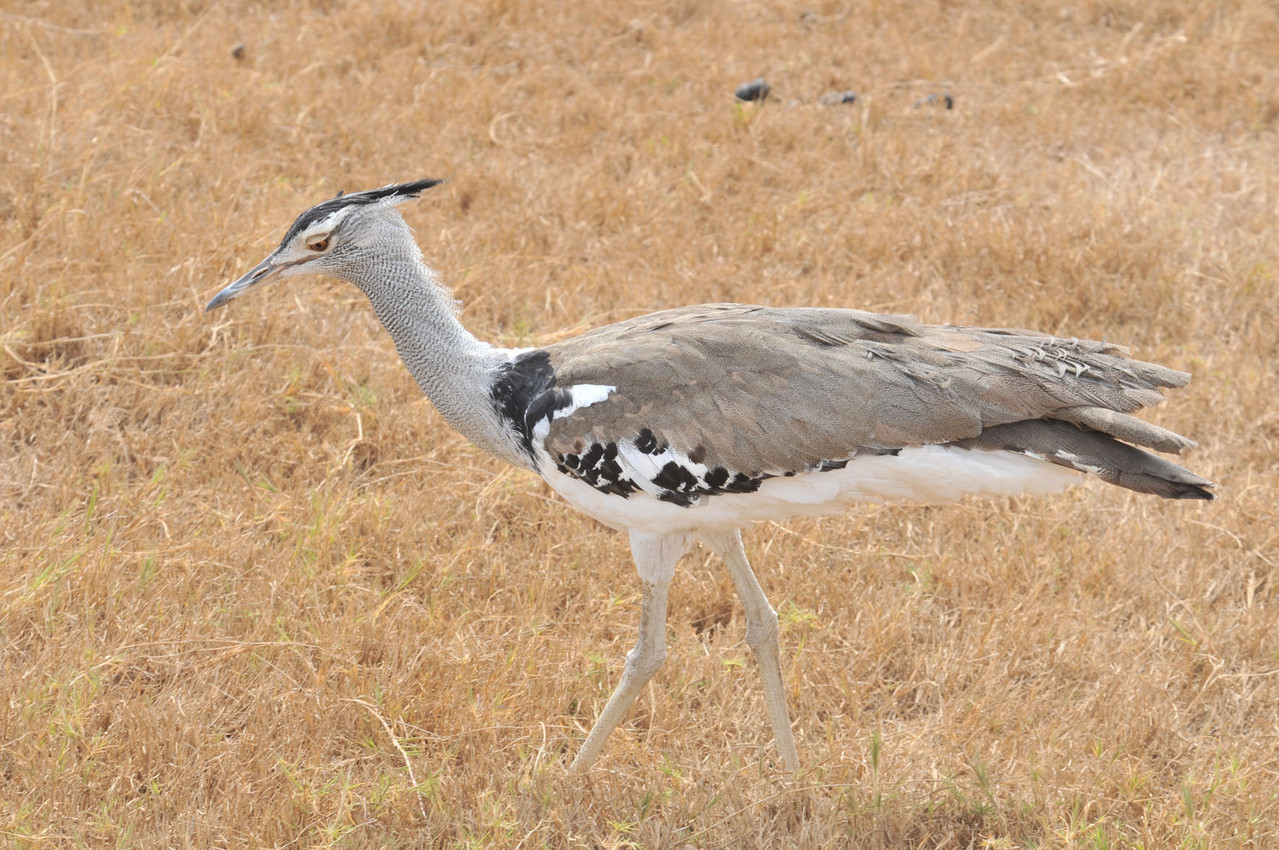 Kori Bustard - Riesentrappe