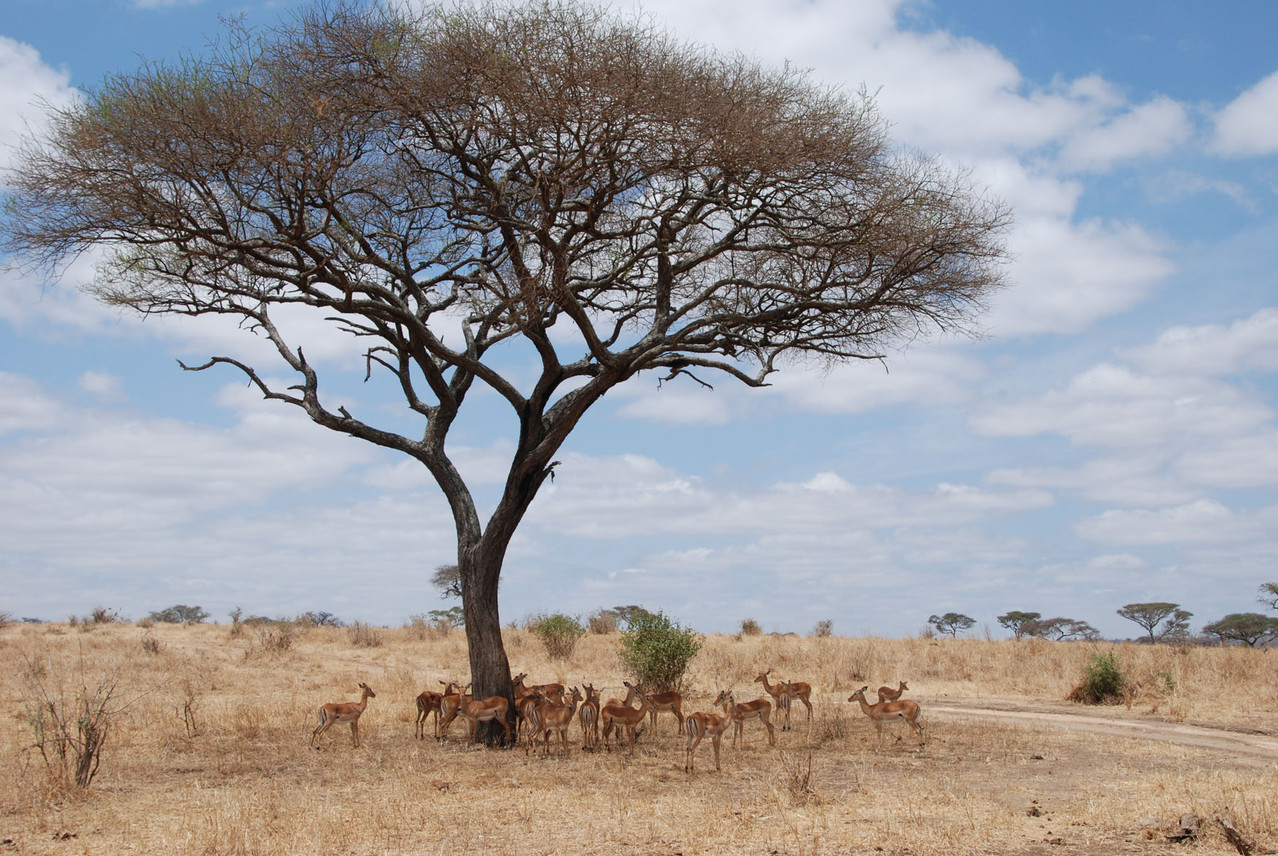 Schattensuchende Impala Jungtiere