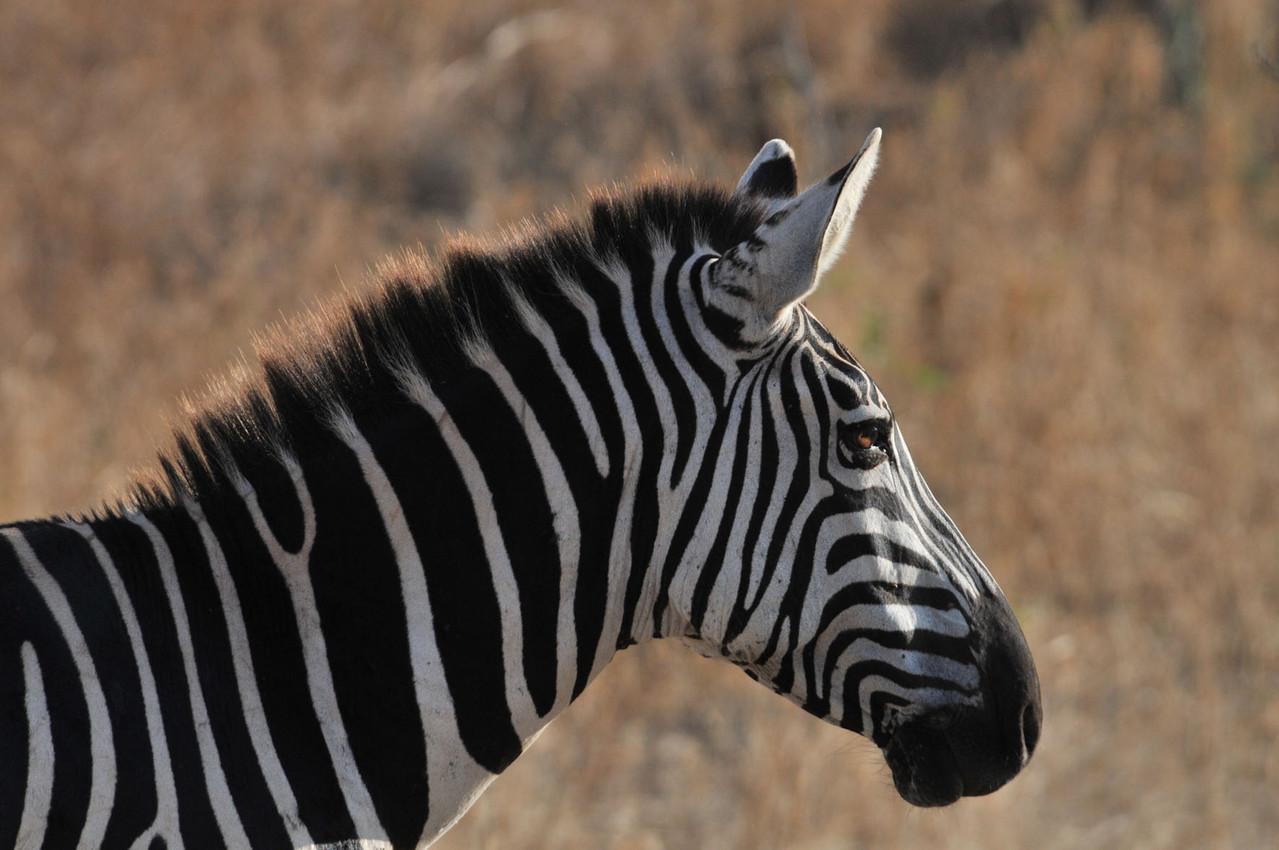 Zebra in der Abendsonne