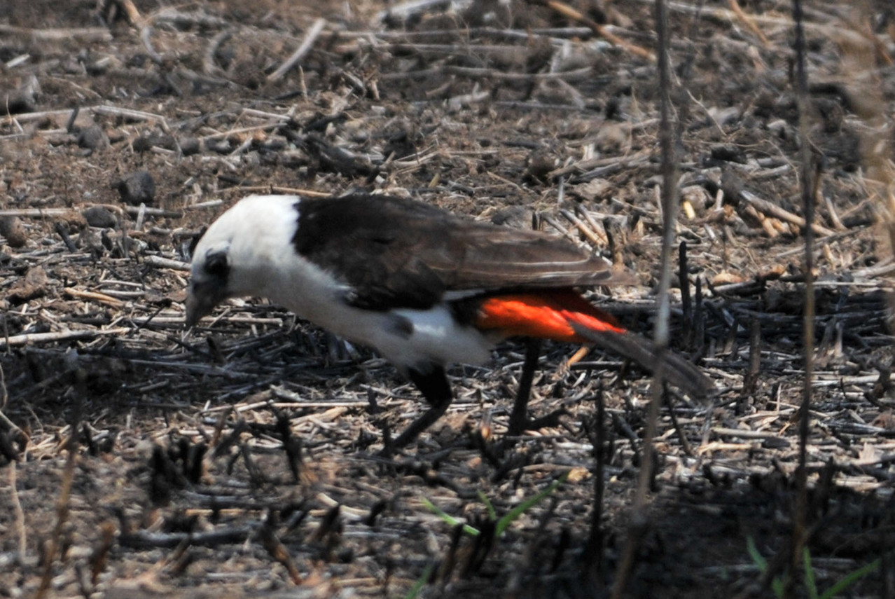 Buffalo Weaver - Webervogel