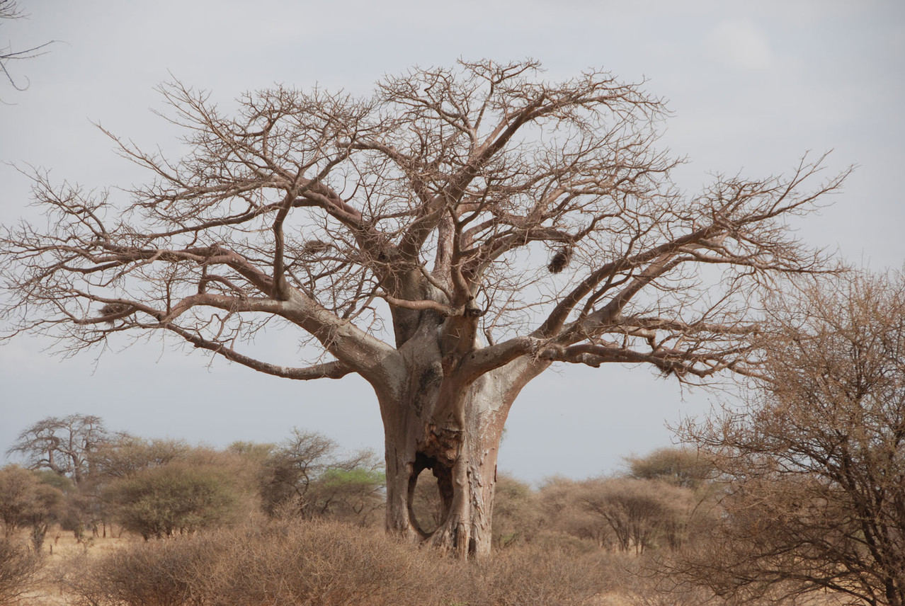 Baobab Tree mit „Lichtblick“