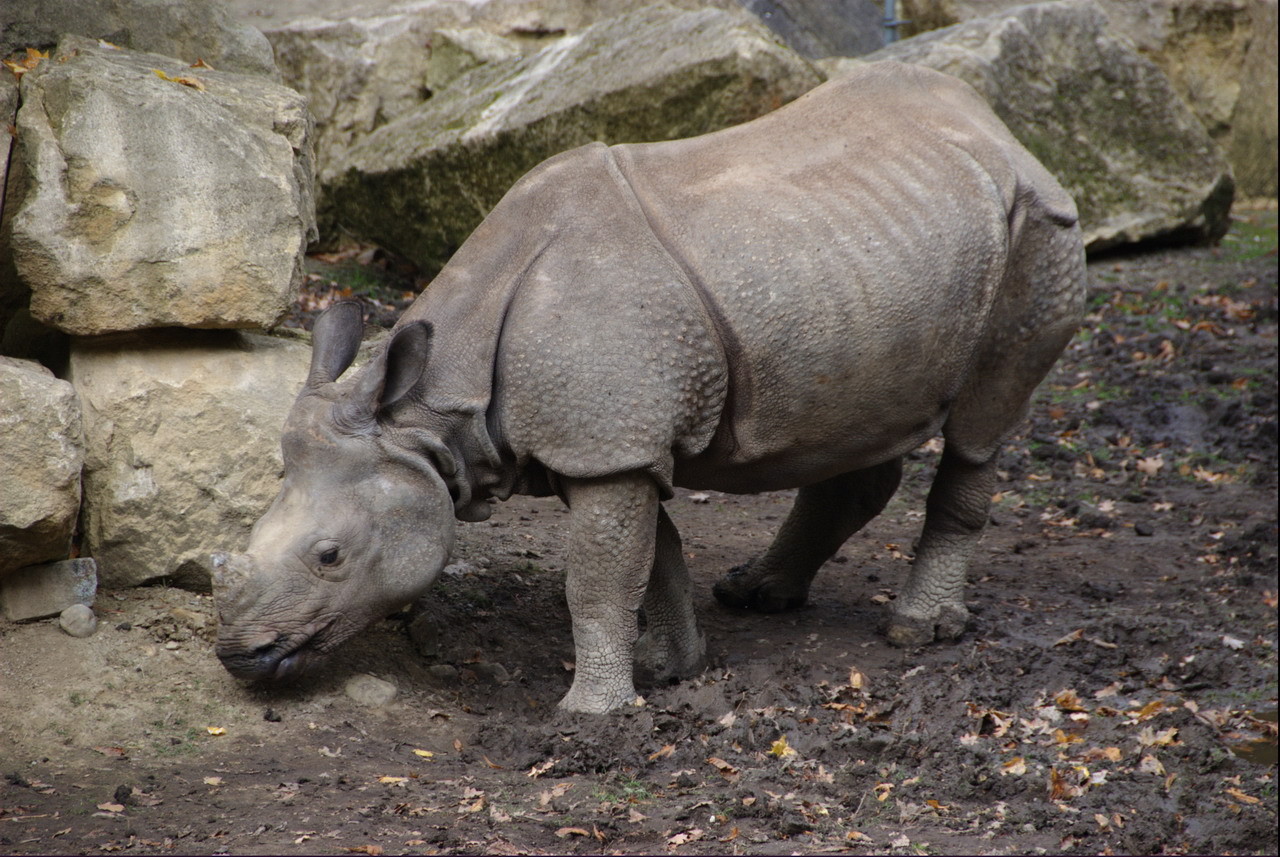 Im Tiergarten Schönbrunn