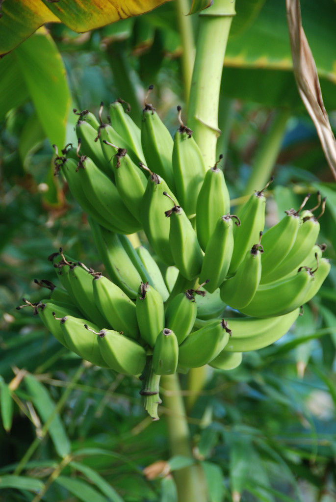 ...frischen Bananen...