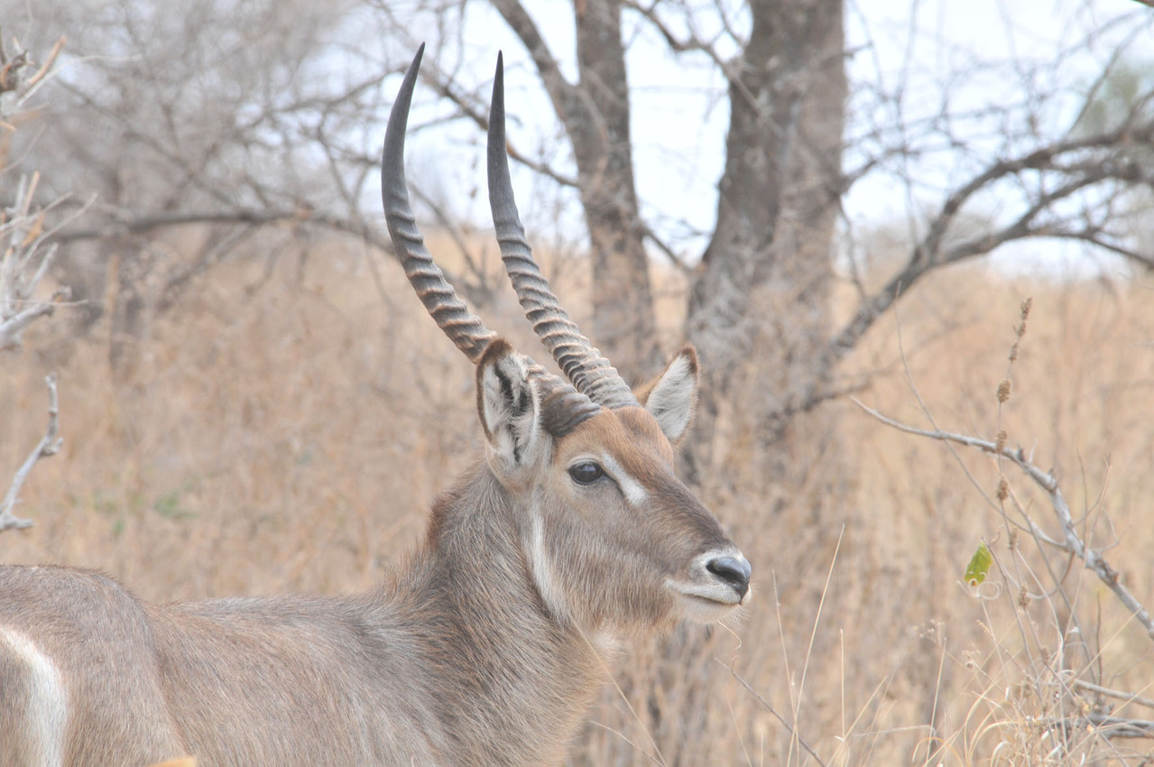 Common Waterbuck - Wasserbock