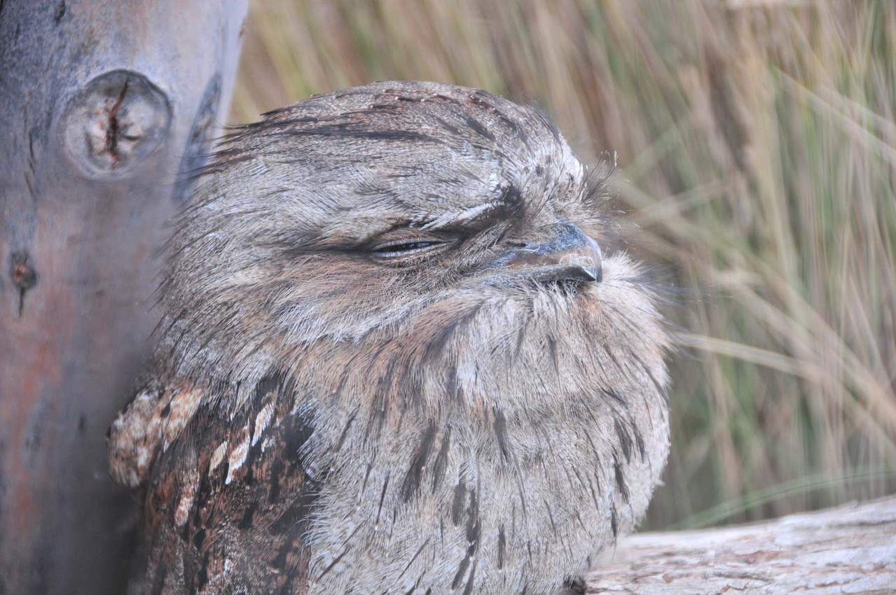 Kookaburra