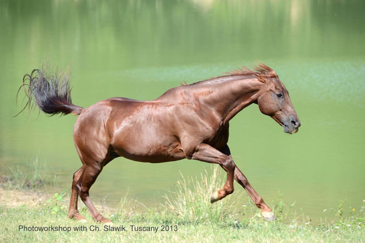 Quarter horse "Antonio" at the Emerald Lake