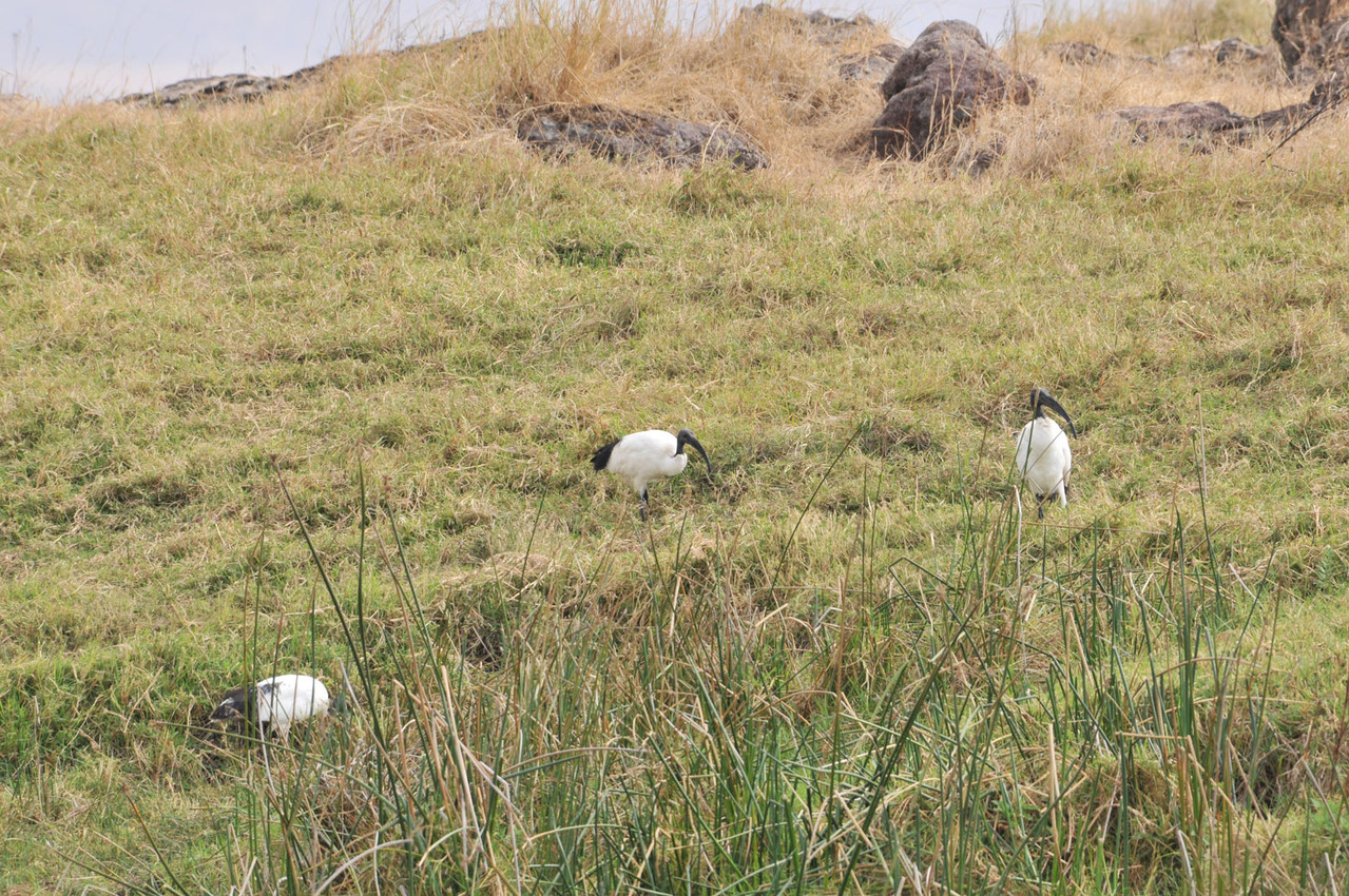 Sacred Ibis - Heiliger Ibis