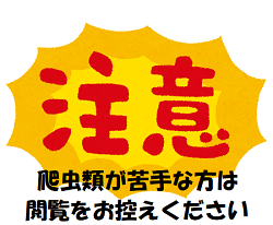 そろそろ二度目の掲載よろしいですかね？