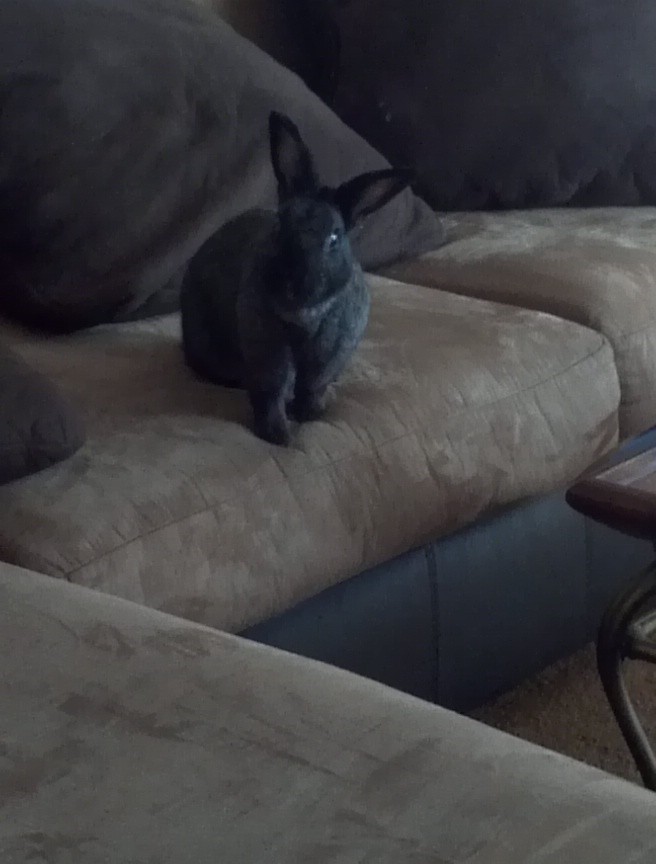 The Couch Rabbit Society huntsvillefriendsofrabbits