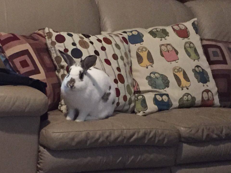 The Couch Rabbit Society huntsvillefriendsofrabbits